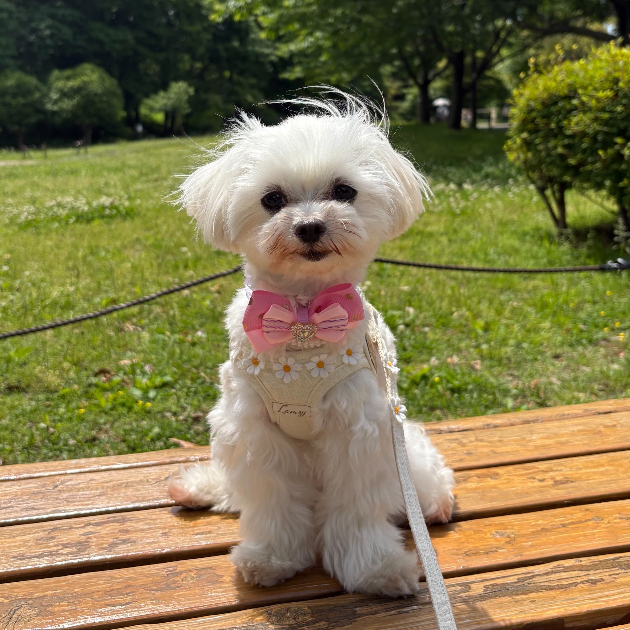☆卒業犬かずはちゃんの近況☆